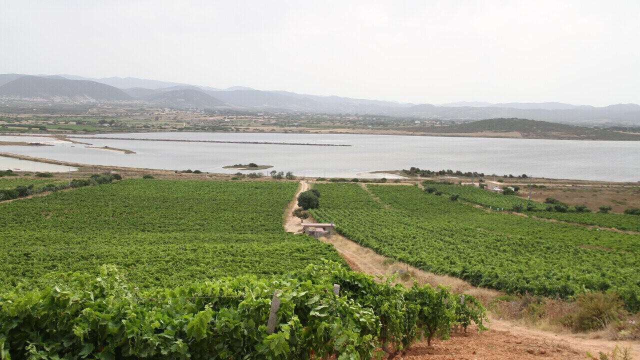 Très vieux ceps de Carignano cultivés sur un sol sablonneux, baigné par l'eau de mer